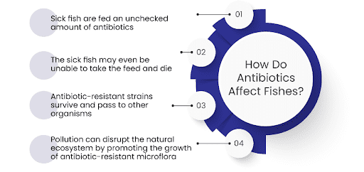 Antibiotics Affect Fishes