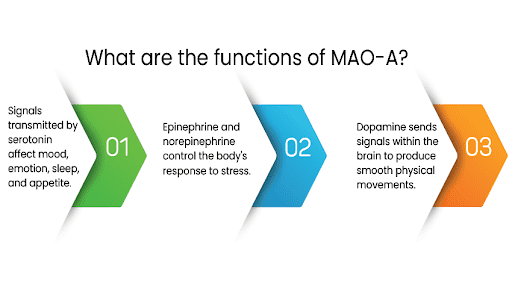 MAO-A or genetic inheritance